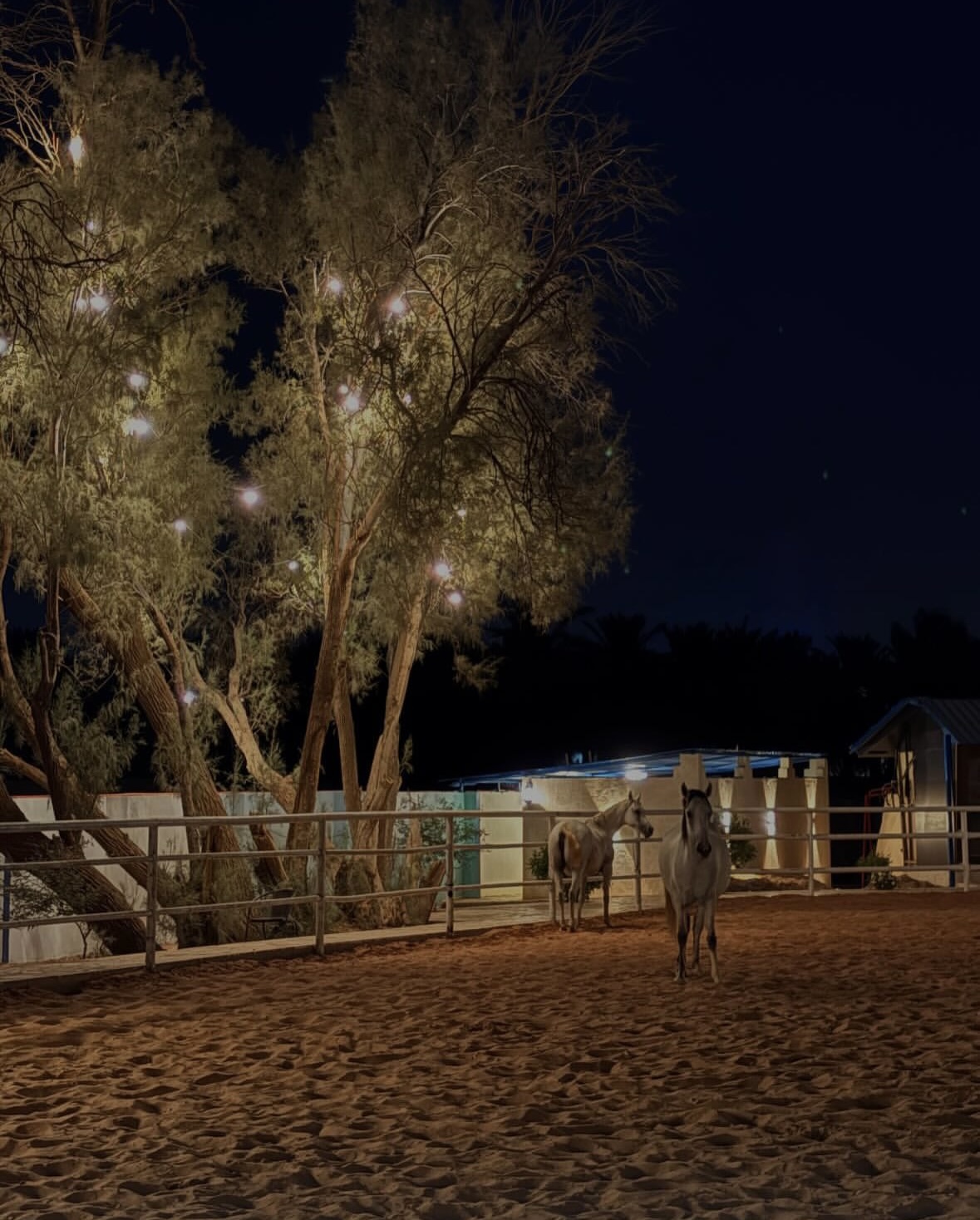 صورة المعلم