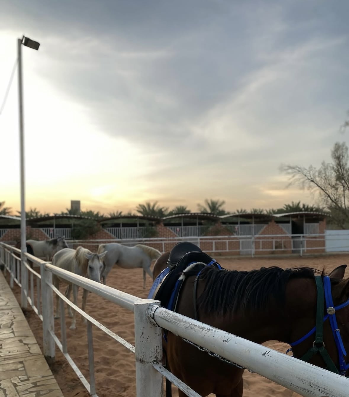 صورة المعلم