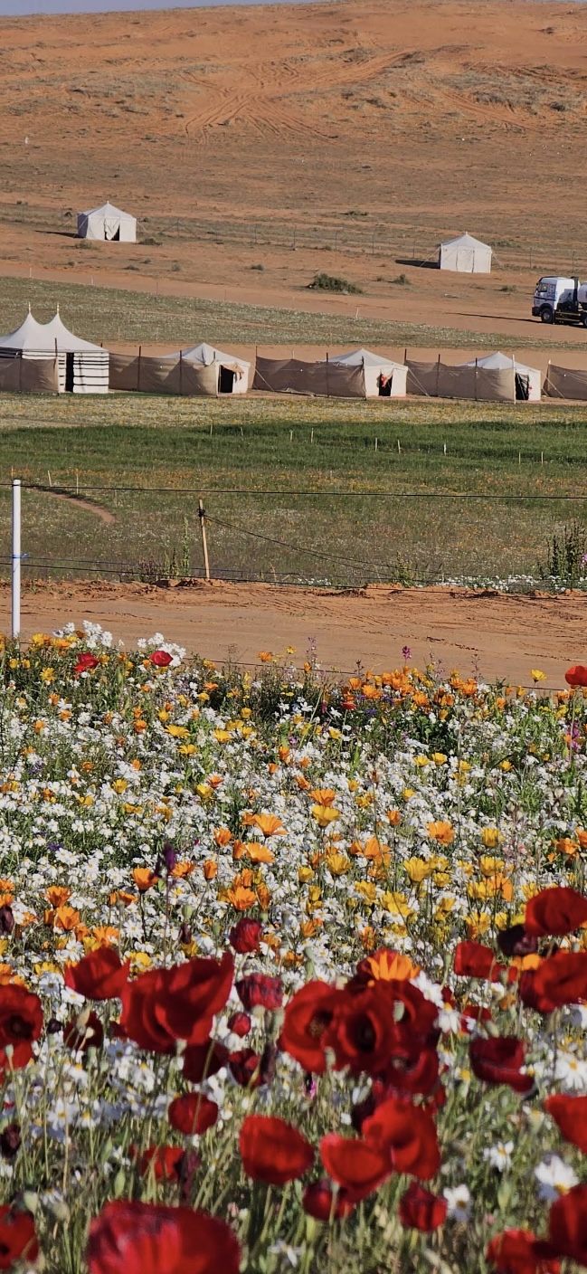 صورة المعلم